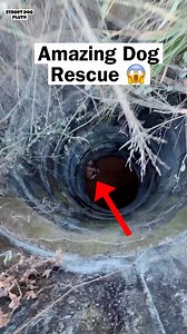 Dog Stuck In Well 😱 Amazing Rescue @highlight Pluto Street | Pluto Street