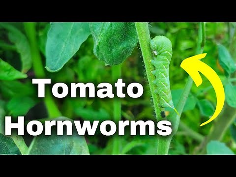 TRY THIS! The Secret to Spotting and Eliminating Tomato Hornworms