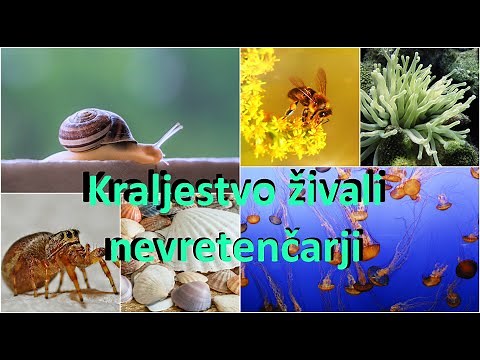 Kraljestvo živali: nevretenčarji (4 razred)