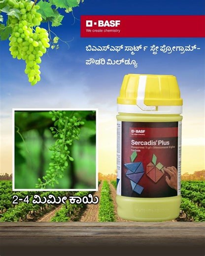 Grapes : BASF Smart spray schedule for Powdery mildew