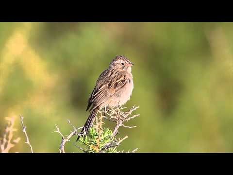 Brewer's Sparrow singing on territory in western Colorado in June