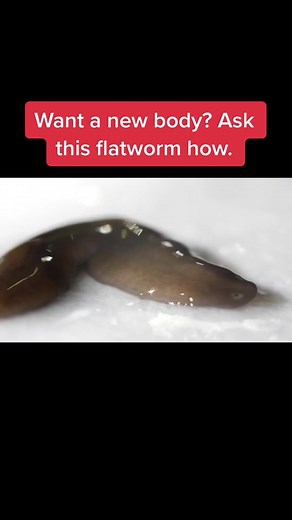 If only we had this #planarian superpower to get a new body for the new year. 💪 #science #deeplook #flatworm #learnontiktok
