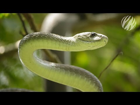 Mamba mating season | Black Mamba – Kiss of Death