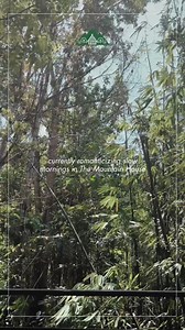 59 reactions |  Imagine waking up to the mountain breeze. Find stillness, comfort, and connection at The Mountain House. • Glamping Pods or Main House stay • Kitchen for home-style meals • Nature trails & mountain stream • Courtyard for morning coffee • Wi-Fi access  Book now. | The Mountain House | Facebook