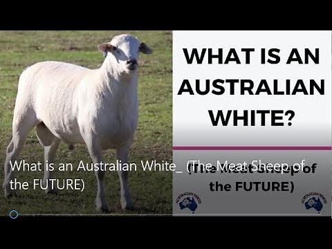What is an Australian White The Meat Sheep of the FUTURE