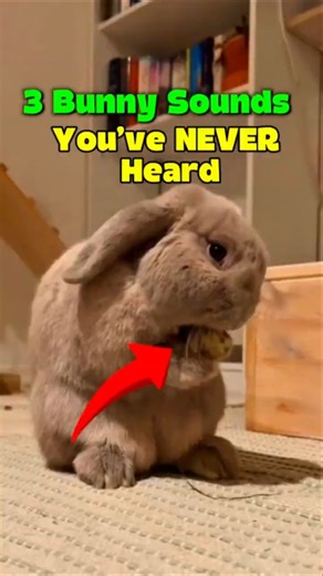3 bunny sounds you’ve never heard before 🐰👂✨ #rabbit #shorts