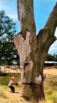 Logging Dangerous Moments fyp satisfying tree... #Shorts #michael.katouzi