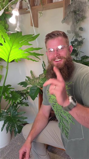 Things to think about when using Humidifers with your plant setup Things to think about when using Humidifers with your plant setup #houseplants #plantcaretips #humidity #humidifiers #mold