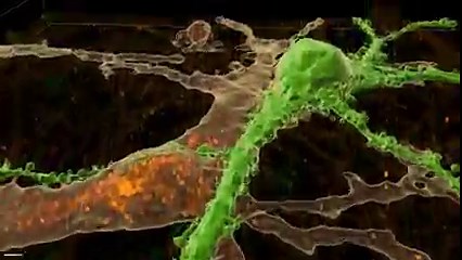 Microscopy – the use of microscopes to view samples and objects – is helping unlock the mysteries of the brain. Our Advanced Microscopy Facility is one of the largest and most diverse light microscopy facilities in the Southern Hemisphere, offering access to state-of-the-art imaging technology which can produce 3D imaging of whole brains through to sub-cellular structures within neurons. In this video, the stack presents a hippocampal neuron in culture. It was acquired using a 60X oil immersion 