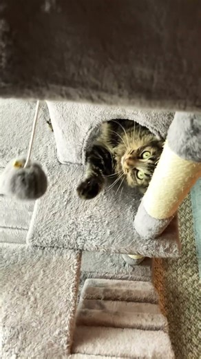 Upside Down Kitty Playing with the Ball 😹🧶