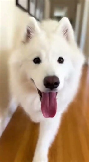 🐶 Cutest Fluffy Puppies Compilation Ever | Adorable Moments You Cannot Miss #puppies #cute #fluffy