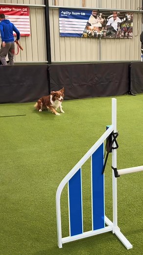 Startlines is available now ⭐️⭐️⭐️ Whether you have a breaker, a creeper, or just a puppy learning from the very beginning. Learn the Q-Me way for a stress free Startline 🧘 | Q-Me Agility Training