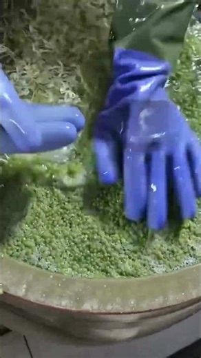 Microgreens Farming | Green Pea Sprouts Cultivation