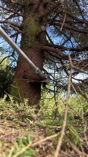Cutting Down an Overstory Spruce | Real Forestry Work