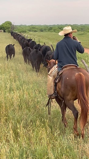 3.3K views · 2.4K reactions | Spring shipping time in Electra, TX. Thankful for a great late season there and our TX team! . . #K4Ranches #Ranching #Texas #Ranchcountry #cattlerancher #eatbeef #angusbeef #anguscattle | K4 Ranches | Facebook