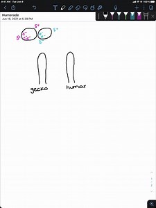 SOLVED:A gecko's toes have been shown to stick to walls through van der Waals forces. Van der Waals forces also exist between your finger and a wall. Why, then, doesn't your finger stick to the wall in the same way as the gecko's toes?