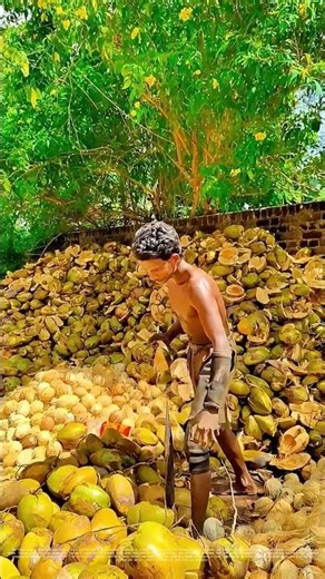Slicing Through the Shell: How a Knife Turns Coconuts into Gold
