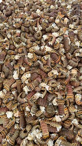 5.9K views · 248 reactions | Night diving spiny lobsters! Spiny lobsters come out to feed at night so you can find them walking around the sea floor in search of food! #spinylobster #lobster #nightlife #nightdiving #instadaily #bahamas #influencer #capturethemoment #intothewild #underwaterworld #divein #adrenaline #adrenalinejunkie #adrenalinerush #dark #information #fisherman #adventure #underwaterlife #explore #exploreeverything #mylife | Duran Roberts | Facebook