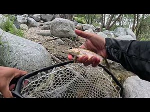 WEST FORK SAN GABRIEL RIVER TROUT FISHING