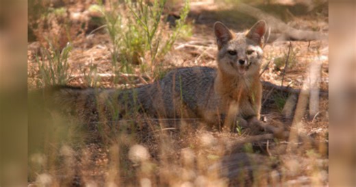 Capture Arizona: Enter wildlife photo contest by August 8 deadline