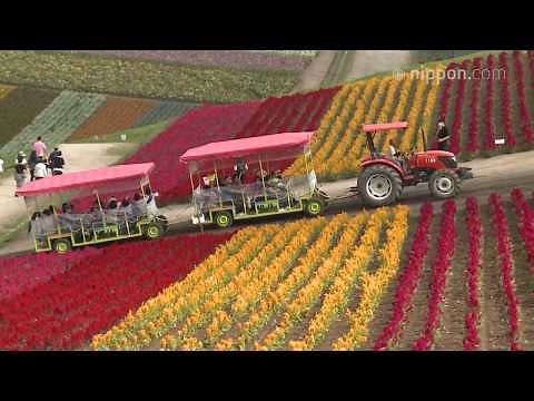 春夏秋と花の見頃が続く：北海道・美瑛「四季彩の丘」| nippon.com