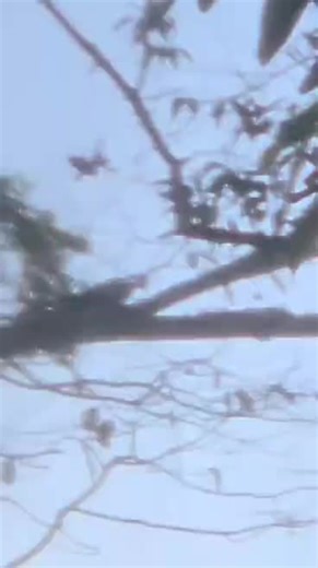 I've often wondered thru the years what happened to Woody WoodPecker after the closing of LooneyTunes!! I've seen him around the property a few times lately. Today I got a short video of him next to the cabin doing a little remodeling!! He seems a bit different now!! It just doesn't seem like