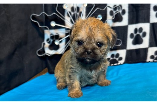 Nora - Shiffon Puppy E6DAAE