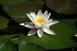 10 Fakta Menarik Teratai, Bunga yang Punya Banyak Makna Simbolis | Kids