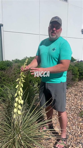 Plant Walk - Yucca