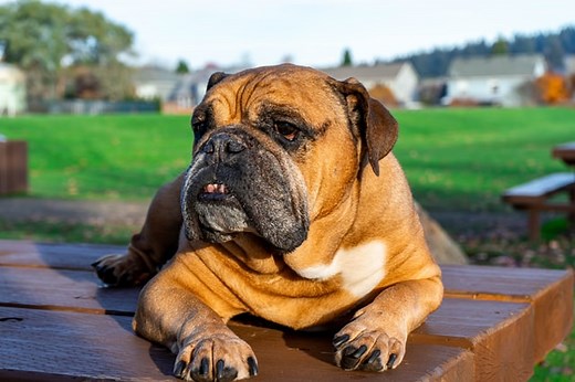 English Bulldog Back Leg Problems – The Ultimate Guide - Bulldogpapa