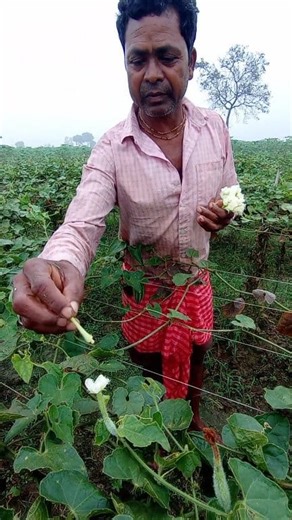 Farmer Doing Artificial Hand Pollination in Pointed Gourd Field 🌿 #fbreelsfypシ゚viralシ #everyoneシ゚ #fypシ゚viralシ #followersシ゚ #StarSender #stareverywhere #agriculture #follower #virals #StarsEverywhere | AJS Agri Vlog