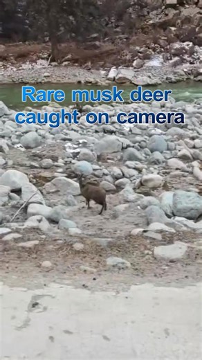 A rare forest musk deer has been spotted in a nature reserve in northwest China's Gansu Province. The species is classified as endangered by the International Union for Conservation of Nature (IUCN) Red List of Threatened Species. | China Xinhua News