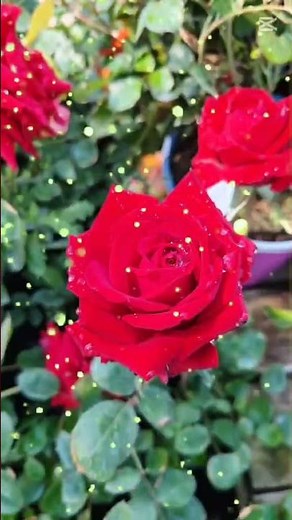 A rózsa (Rosa) jellemzői, ültetése, gondozása, metszése