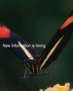 Open Role: New Information is looking for a mid- to senior-level designer to support their Brooklyn-based studio this summer and fall on a freelance basis.Role: DesignerType: FreelanceLocation: New York (Hybrid/Remote-friendly)For full details, check the link in our bio.⁠ https://t.co/GI8F53IkxC