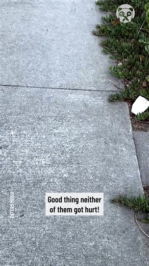 Deer nearly collides with man | Science, Tech and Universe