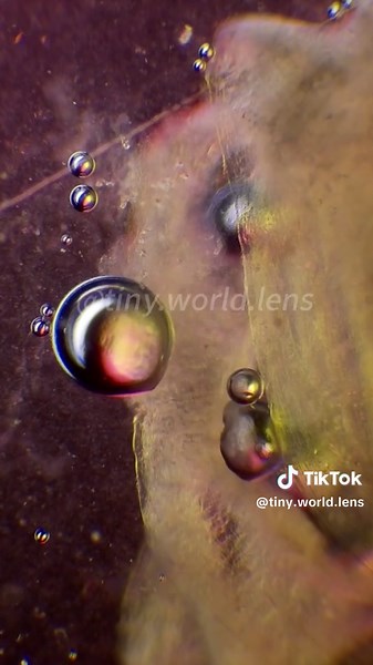 Explore a Lemon Magnified 400X Under a Microscope