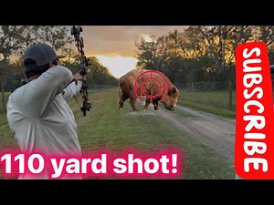 Longest hog shot on YouTube? Bow hunting, feral pigs in Central Florida. ￼