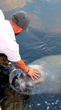 Trapped Manatee Begs for Help ❤️