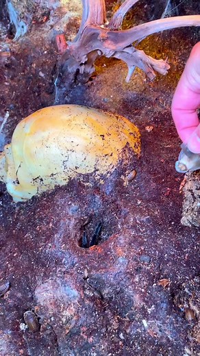 Exploring Fascinating Tarantula Species and Behavior