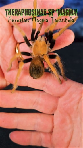 They look kinda like the Aphonopelma bicoloratum but notice that flame fade on the abdomen!