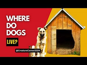 Where Do Dogs Live