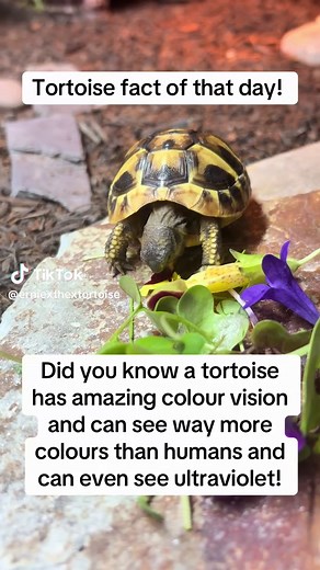 Amazing Tortoise Color Vision Fact