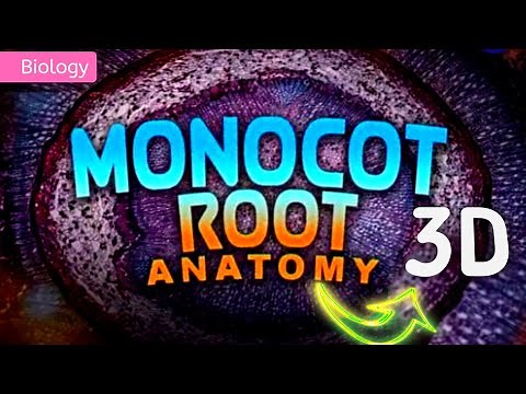 ANATOMY OF MONOCOT ROOT || 3D ANIMATION || ‪@PW-NEETWallah‬