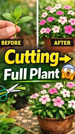 “Sadabahar Cutting Se Full Plant 🌸 | Vinca/Periwinkle Grow Secret 😱 #shorts”