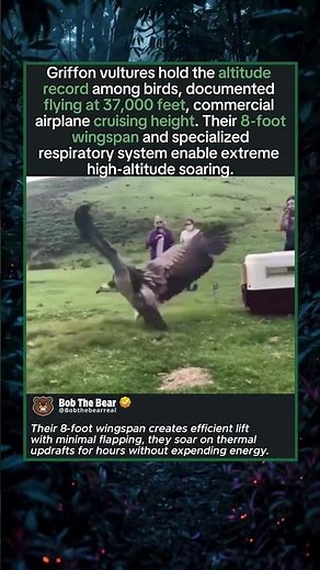 The 8-Foot Wingspan That Enables Extreme Altitude Flight
