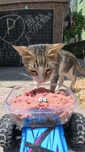 This Hungry Kitten Was Secretly Waiting For Help 🐱💔