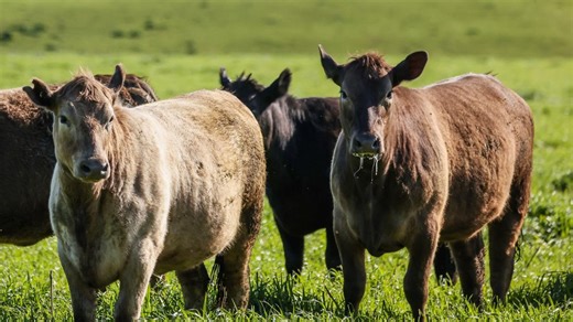 Cattle: Should you feed or sell?