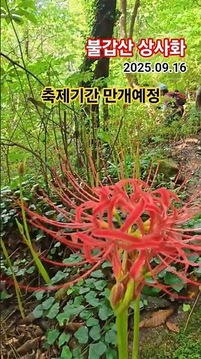영광 불갑산 상사화 축제 꽃무릇 실시간개화 #여행 #travel #국내여행 #꽃 #축제 2025.09.16