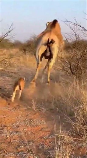 Caracal vs Dromedary Camel on the a dry, thorny bushveld
