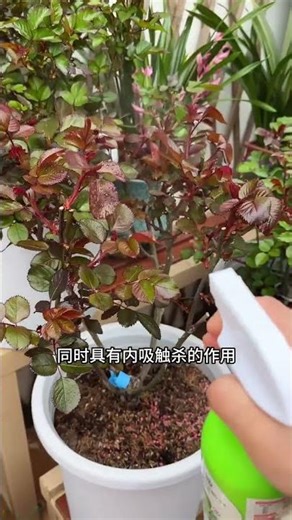 New Rose Bud Delight: Aphid Alert